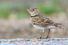 Image result for Melanocorypha calandra