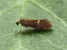 Attēlu rezultāti vaicājumam “Eriocraniidae”