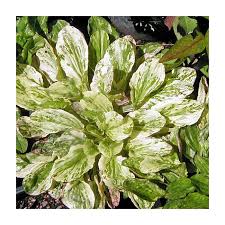 Attēlu rezultāti vaicājumam “Plantago major”