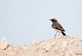 Image result for Oenanthe pleschanka