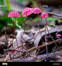 Attēlu rezultāti vaicājumam “Marasmius sp.”