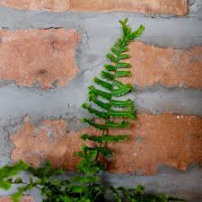 Attēlu rezultāti vaicājumam “Dryopteris affinis”