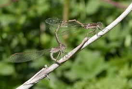 Attēlu rezultāti vaicājumam “Sympecma paedisca”