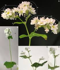 Attēlu rezultāti vaicājumam “Fagopyrum esculentum flower”