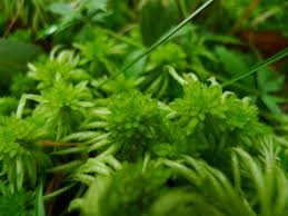 Attēlu rezultāti vaicājumam “Sphagnum riparium”