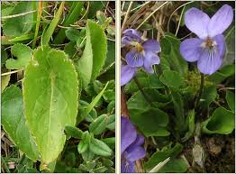 Attēlu rezultāti vaicājumam “Viola hirta”