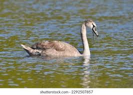 Attēlu rezultāti vaicājumam “Cygnus olor juvenile”