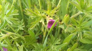 Attēlu rezultāti vaicājumam “Geranium dissectum flower”
