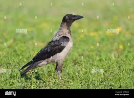 Attēlu rezultāti vaicājumam “Corvus cornix”