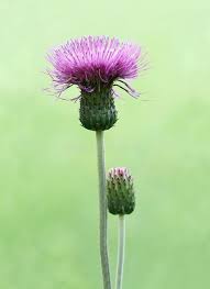 Attēlu rezultāti vaicājumam “Cirsium heterophyllum flower”