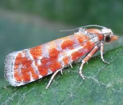 Attēlu rezultāti vaicājumam “Rhyacionia pinicolana”