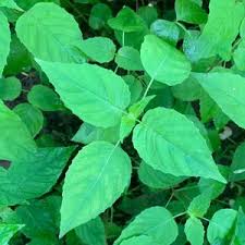 Attēlu rezultāti vaicājumam “Circaea lutetiana”