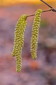 Attēlu rezultāti vaicājumam “Corylus avellana male flower”