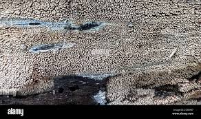 Attēlu rezultāti vaicājumam “Mycoacia fuscoatra”