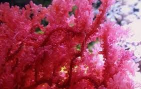 Attēlu rezultāti vaicājumam “Lycogala botrydium macro”