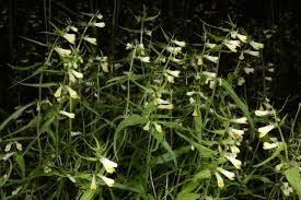 Attēlu rezultāti vaicājumam “Melampyrum pratense leaf”