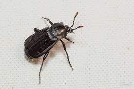 Attēlu rezultāti vaicājumam “Necrodes littoralis”