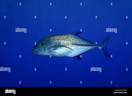 Image result for Caranx melampygus