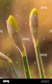 Attēlu rezultāti vaicājumam “Narcissus bud”