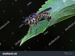 Attēlu rezultāti vaicājumam “Choerades sp.”