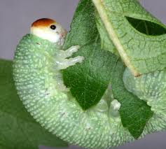 Attēlu rezultāti vaicājumam “Trichiosoma larva”