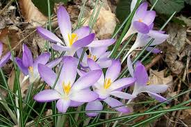 Attēlu rezultāti vaicājumam “Crocus tommasinianus flower”