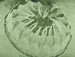 Attēlu rezultāti vaicājumam “Serpoleskea subtilis sporophyte”