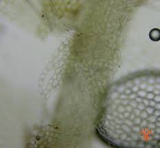 Attēlu rezultāti vaicājumam “Lophocolea bidentata”