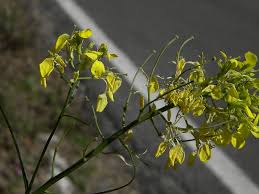 Attēlu rezultāti vaicājumam “Erysimum hieracifolium leaf”