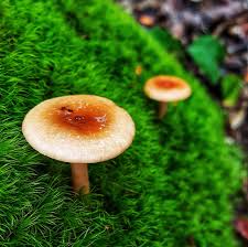 Attēlu rezultāti vaicājumam “Bryum funkii macro”