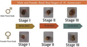 Attēlu rezultāti vaicājumam “Hippophae rhamnoides female flower”