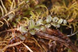 Attēlu rezultāti vaicājumam “Bryales”