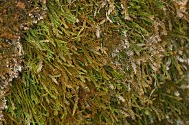 Attēlu rezultāti vaicājumam “Anomodon viticulosus sporophyte”