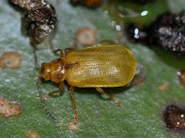 Attēlu rezultāti vaicājumam “Galerucella nymphaeae”