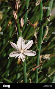 Image result for Asphodelus fistulosus