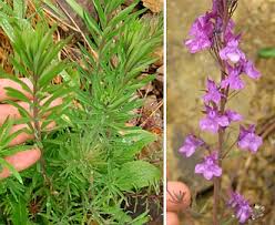 Image result for Linaria purpurea