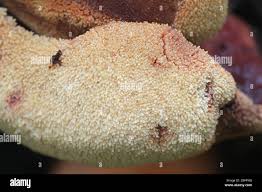 Attēlu rezultāti vaicājumam “Fistulina hepatica”