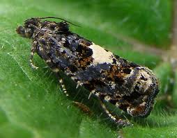 Attēlu rezultāti vaicājumam “Epiblema grandaevana”