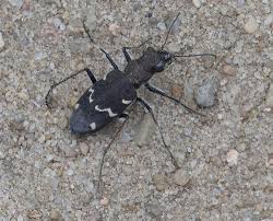 Attēlu rezultāti vaicājumam “Cicindela sylvatica”