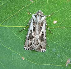 Attēlu rezultāti vaicājumam “Agrotis vestigialis”