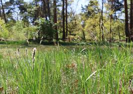Attēlu rezultāti vaicājumam “Carex hartmanii”