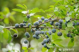 Attēlu rezultāti vaicājumam “Prunus spinosa leaf”