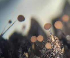 Attēlu rezultāti vaicājumam “Comatricha fragilis macro”