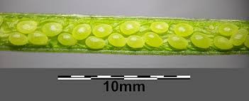 Attēlu rezultāti vaicājumam “Diplotaxis tenuifolia bud”