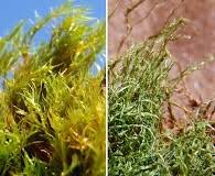 Attēlu rezultāti vaicājumam “Saelania glaucescens”