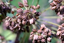Image result for Angelica archangelica