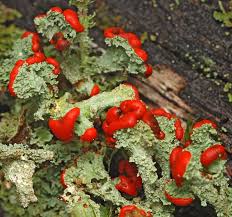 Attēlu rezultāti vaicājumam “Cladonia coccifera”