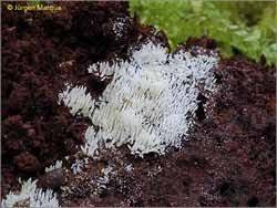 Attēlu rezultāti vaicājumam “Mucronella calva”