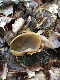 Attēlu rezultāti vaicājumam “Peziza repanda”