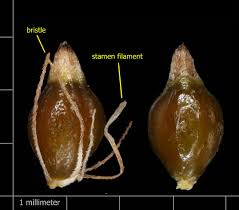 Attēlu rezultāti vaicājumam “Comatricha ellae stalked”